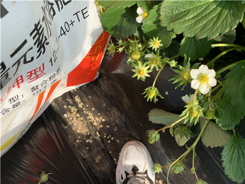 水溶肥，拉姆拉，翠姆