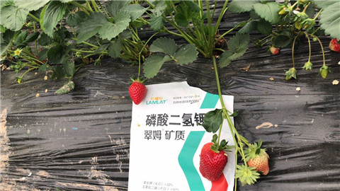 磷酸二氫鉀，拉姆拉，翠姆