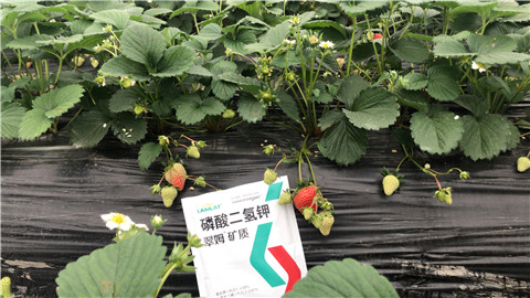 磷酸二氫鉀，拉姆拉，翠姆