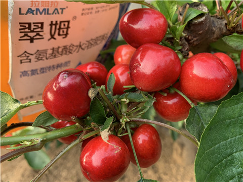 水溶肥，拉姆拉，翠姆