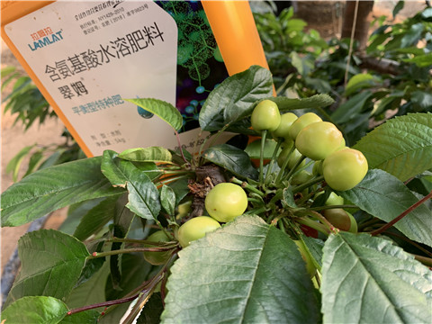 氨基酸水溶肥，拉姆拉，翠姆