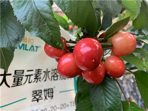 大量元素水溶肥，拉姆拉，翠姆