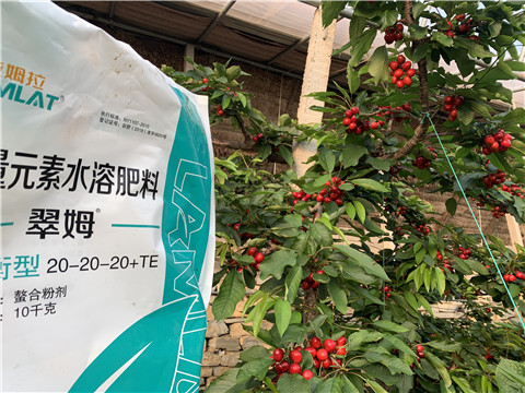 大量元素水溶肥，拉姆拉，翠姆