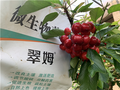 水溶肥，拉姆拉，翠姆