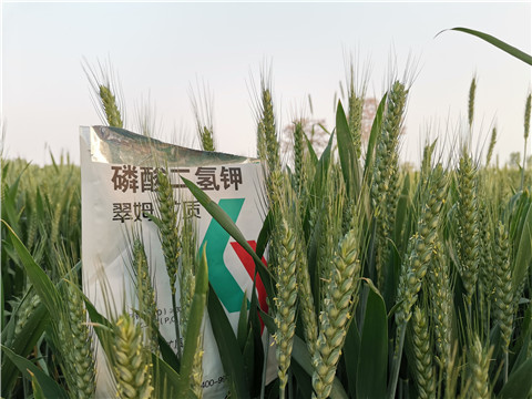 水溶肥，拉姆拉，翠姆