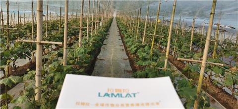 水溶肥，拉姆拉，翠姆