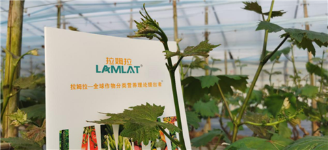 水溶肥，拉姆拉，翠姆