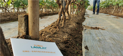 水溶肥，拉姆拉，翠姆