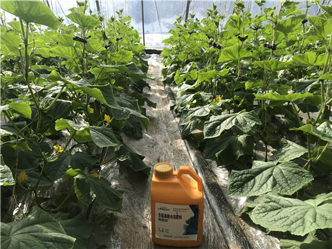 水溶肥，拉姆拉，翠姆