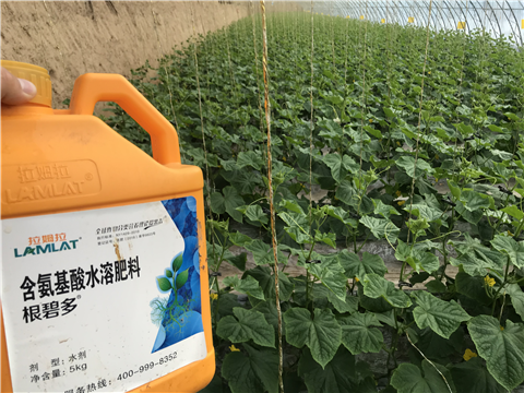 水溶肥，拉姆拉，翠姆