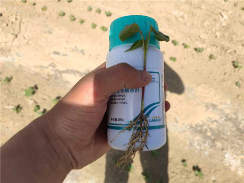 安碧解，拉姆拉，翠姆