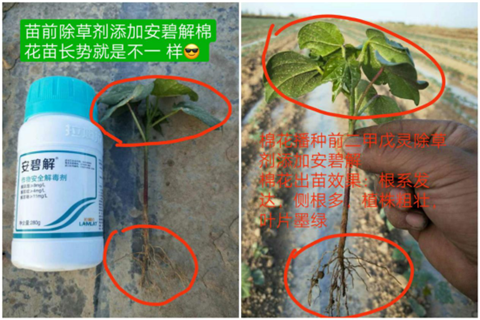 安碧解，拉姆拉，翠姆