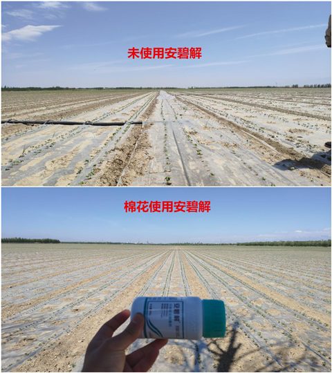 安碧解，拉姆拉，翠姆