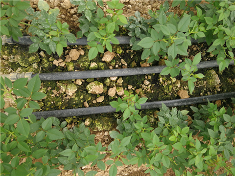 生根劑，拉姆拉，翠姆