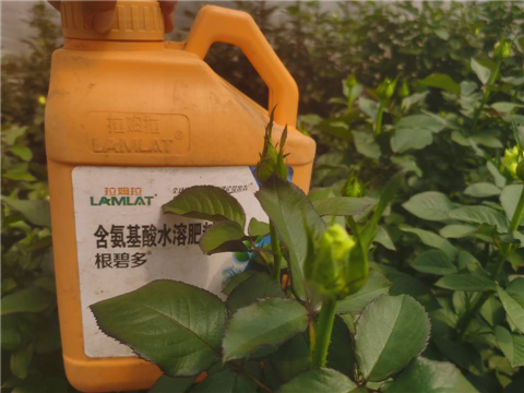 生根劑，拉姆拉，翠姆