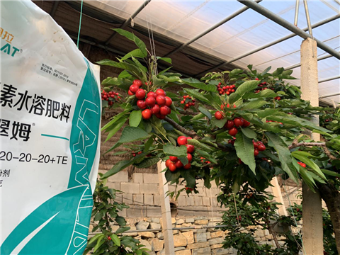 水溶肥，拉姆拉，翠姆