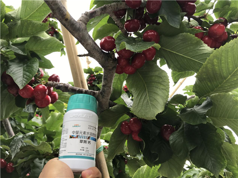 水溶肥，拉姆拉，翠姆