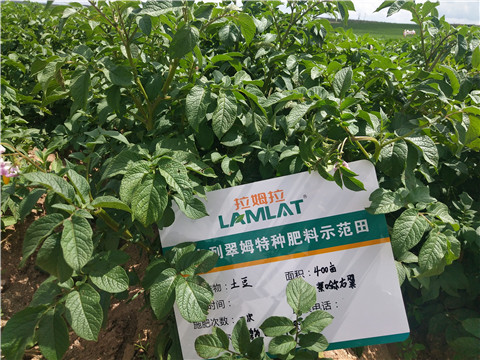 安碧解，拉姆拉，翠姆