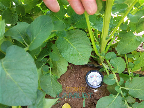 安碧解，拉姆拉，翠姆