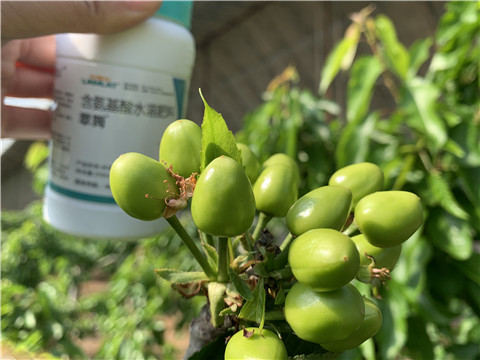 氨基酸水溶肥，拉姆拉，翠姆