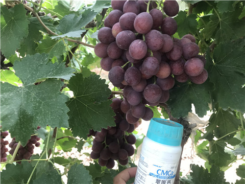 鈣肥，拉姆拉，翠姆