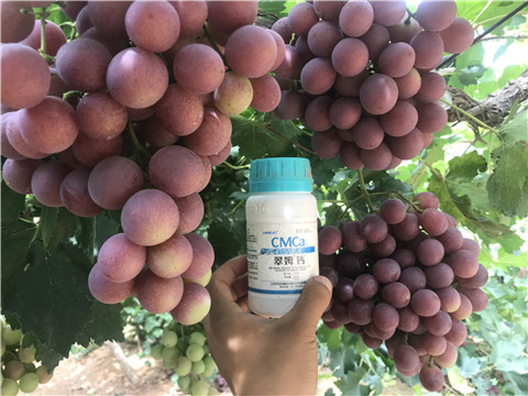 鈣肥，拉姆拉，翠姆