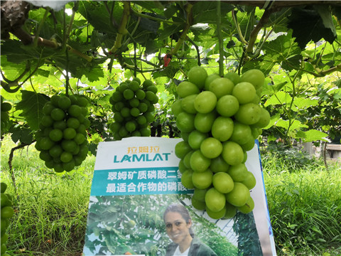 水溶肥，拉姆拉，翠姆