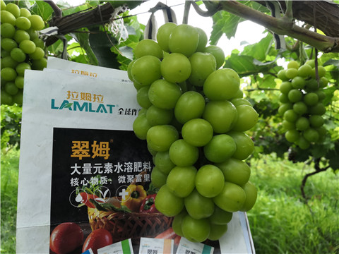 水溶肥，拉姆拉，翠姆