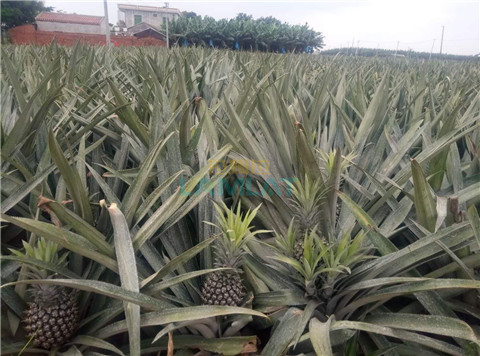 水溶肥，拉姆拉，翠姆