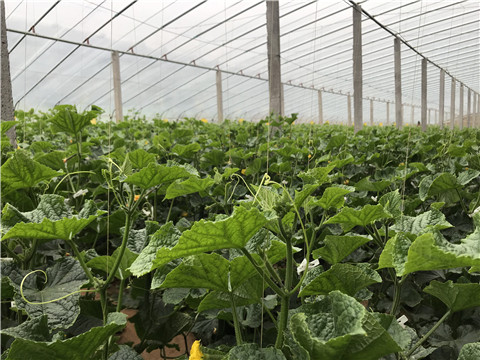 小分子有機碳，拉姆拉，翠姆