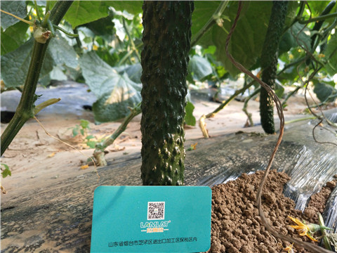 小分子有機碳，拉姆拉，翠姆