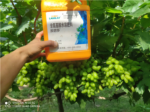 生根劑，拉姆拉，翠姆