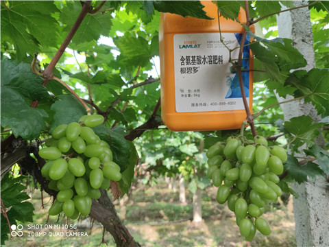 生根劑，拉姆拉，翠姆