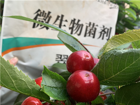 微生物菌劑，拉姆拉，翠姆