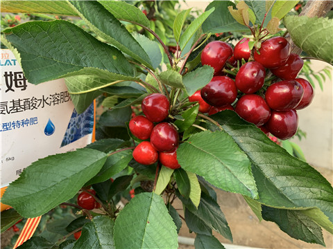 水溶肥，拉姆拉，翠姆