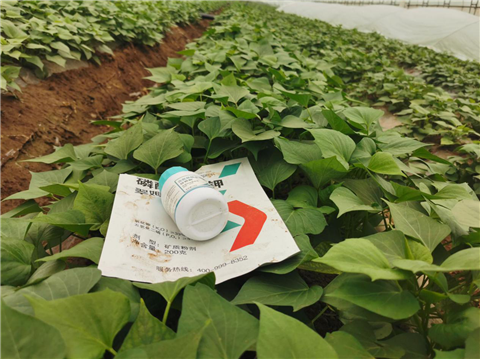 水溶肥，拉姆拉，翠姆