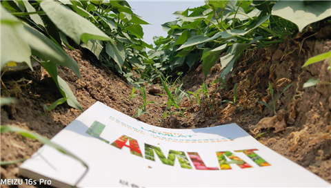 水溶肥，拉姆拉，翠姆