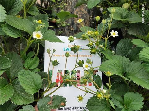 水溶肥，拉姆拉，翠姆