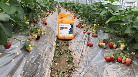 水溶肥，拉姆拉，翠姆