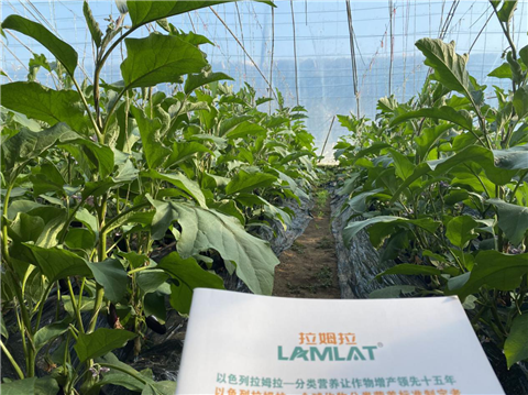 水溶肥，拉姆拉，翠姆