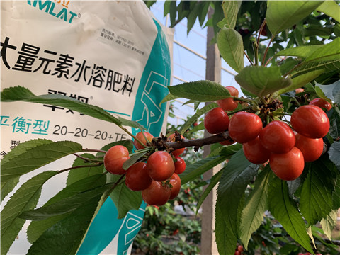 大量元素水溶肥，拉姆拉，翠姆