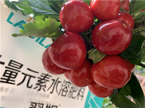 大量元素水溶肥，拉姆拉，翠姆