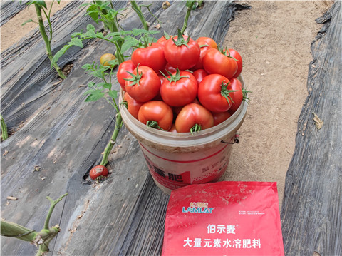 水溶肥，拉姆拉，伯示麥