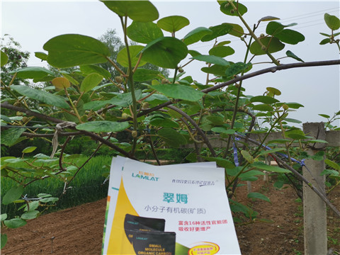 小分子有機(jī)碳，拉姆拉，翠姆