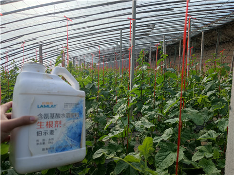 水溶肥，拉姆拉，翠姆