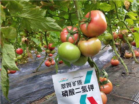 磷酸二氫鉀，拉姆拉，翠姆