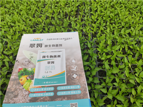 水溶肥，拉姆拉，翠姆