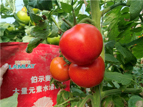 水溶肥，拉姆拉，伯示麥 