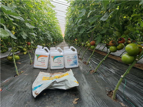 水溶肥，拉姆拉，伯示麥 