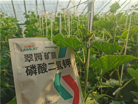 水溶肥，拉姆拉，翠姆